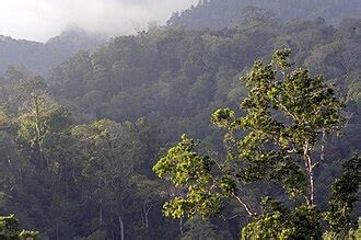 Sulawesi lowland rain forests - Wikiwand - raincitystudios.com