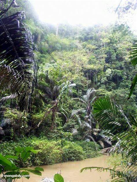 Sulawesi montane rain forests - raincitystudios.com
