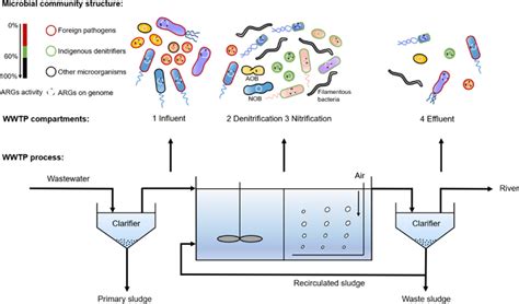Sulfide-based denitrification of ship wastewater: Core bacteria ... - raincitystudios.com