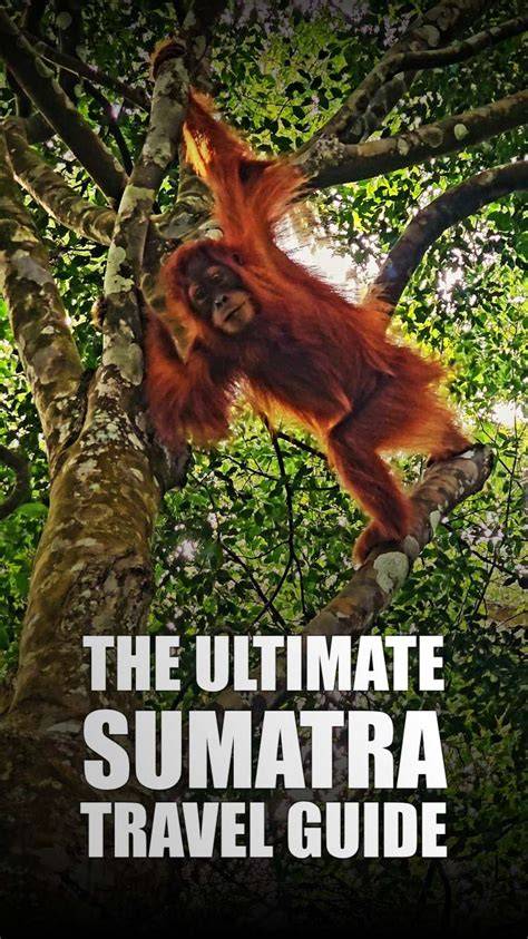 Sumatra - Eyes On The Forest - raincitystudios.com