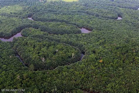 Sumatran Freshwater Swamp Forests | One Earth - raincitystudios.com