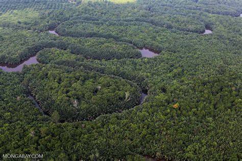 Sumatran freshwater swamp forests - raincitystudios.com