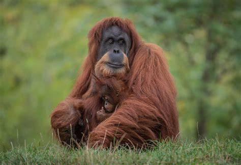 Sumatran Orangutan | World Wildlife Fund - raincitystudios.com