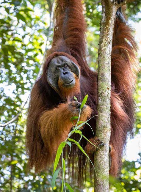 Sumatran Orangutan - Denver Zoo Conservation Alliance - raincitystudios.com
