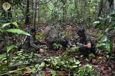 Sumatran Rhino Sanctuary in East Aceh Nearing Completion: Forestry ... - raincitystudios.com