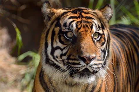 SUMATRAN TIGER | Global Environmental … - raincitystudios.com