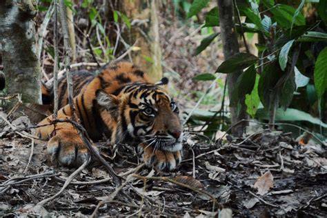 Sumatran Tiger Conservation | WWF - raincitystudios.com