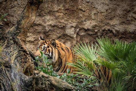 Sumatran Tiger Conservation 2024 BIOPARC Foundation - raincitystudios.com