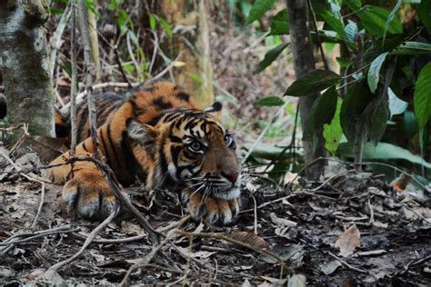 Sumatran tiger conservation - ZSL - raincitystudios.com