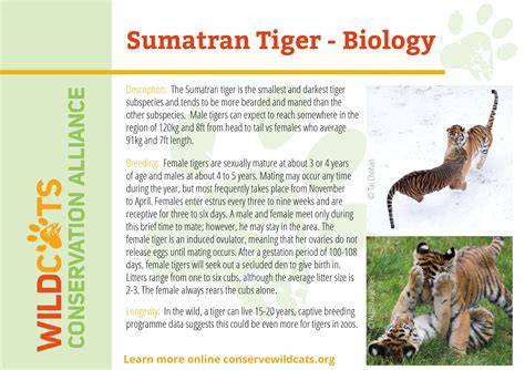 Sumatran Tiger Facts - International Tiger Project - raincitystudios.com