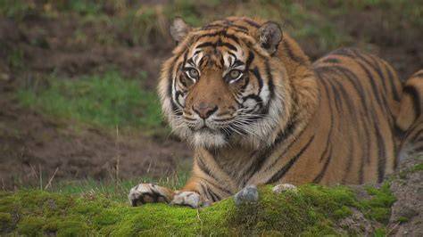 Sumatran Tiger - Rainforest Alliance - raincitystudios.com