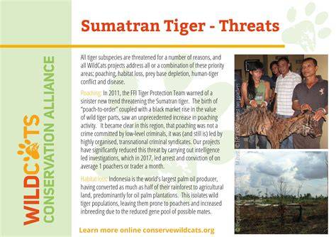 Sumatran Tiger Threats - International Tiger Project - raincitystudios.com