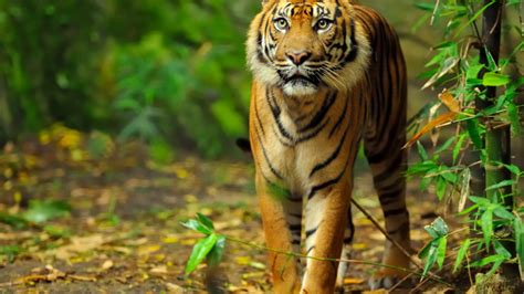 Sumatran Tiger Trek - A Multi-day Jungle Trek in Sumatra Indonesia - balustradellc