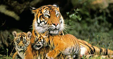 Sumatran tigers | Indonesia | WildCats Conservation - raincitystudios.com