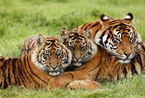 Sumatran Tigers - Wildlife Warriors - raincitystudios.com