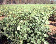 Summer legume forage crops: cowpeas, lablab, soybeans - raincitystudios.com