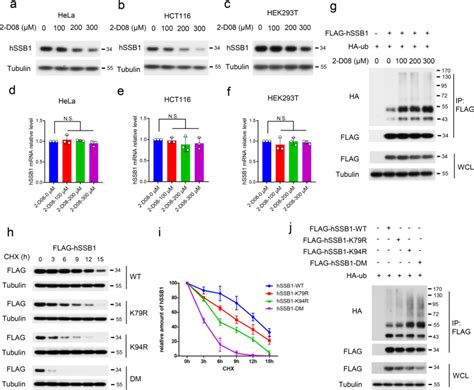 SUMOylation stabilizes hSSB1 and enhances the recruitment of