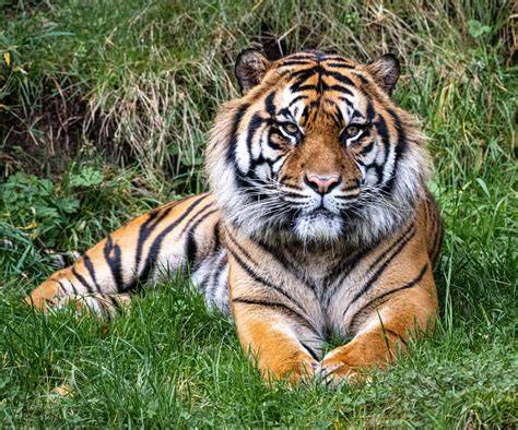 Sunda tiger - World Wildlife Fund - raincitystudios.com