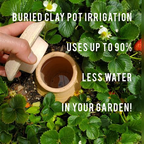 Super efficient irrigation with buried clay pots - raincitystudios.com