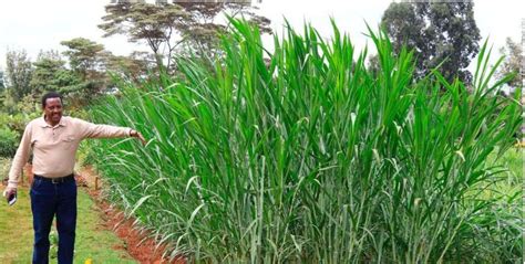 Super Napier Grass Farming in Kenya - balustradellc