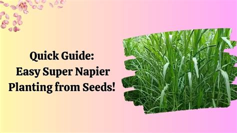 Super Napier Planting Guide - Agriculture Monthly - balustradellc