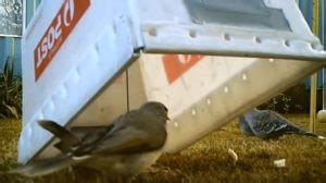 Super Simple Live Bird Trap - The Homestead Survival - balustradellc