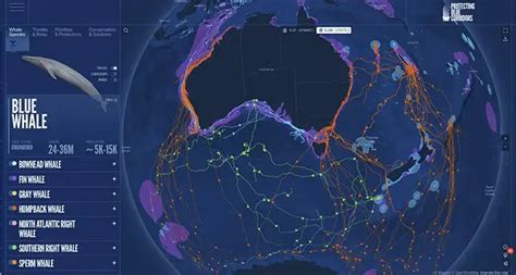 Superhighways to protect migrating whales - Geographical - muktibox.com