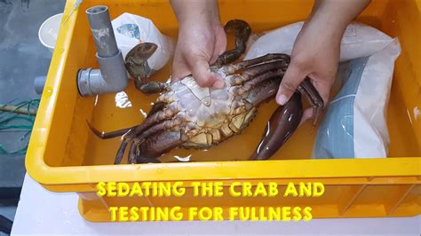 Supplemental Feeding For Mud Crab Fattening - muktibox.com