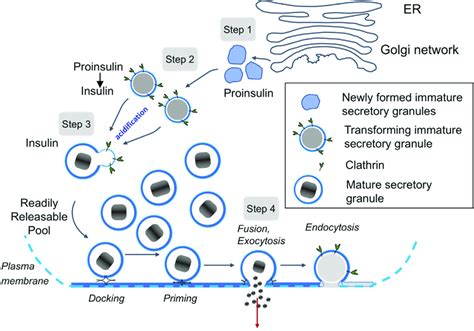 SUPPLEMENTARY INFORMATION Zhou et al. Insulin Secretory …