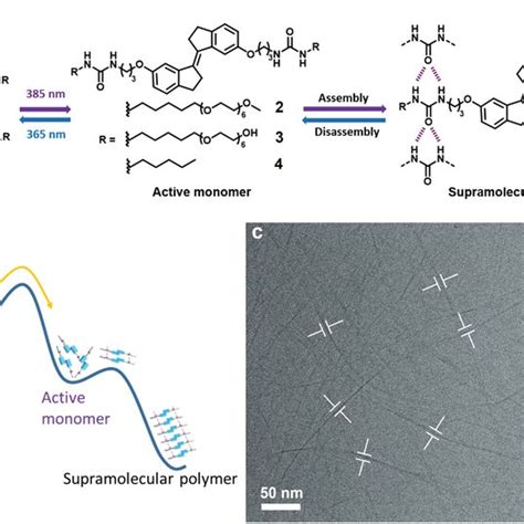 Supramolecular polymers - Latest research and news | Nature - wintechmobiles.com