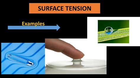Surface tension: explanation with 9 everyday examples - wintechmobiles.com