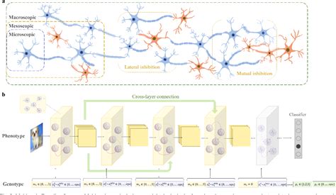 Surrogate-Assisted Evolutionary Neural Architecture Search with ... - coolestguyplanet.net