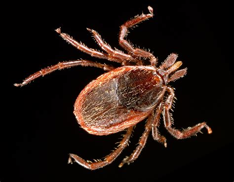 Surveillance for Ixodes scapularis and Ixodes pacificus ticks and their ... - muktibox.com