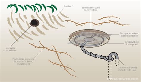 Survival: Hunting and Trapping Small Game - Secrets … - balustradellc