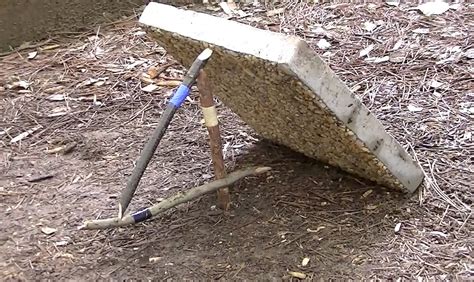 Survival Trapping: 4 Easy Traps to Learn - RECOIL OFFGRID - balustradellc