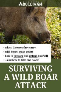 Surviving and Escaping a Wild Boar Attack - Survival Sullivan - balustradellc
