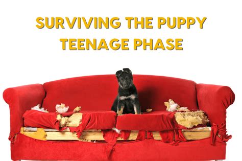 Surviving the Puppy Teenage Phase & Rebellious … - balustradellc
