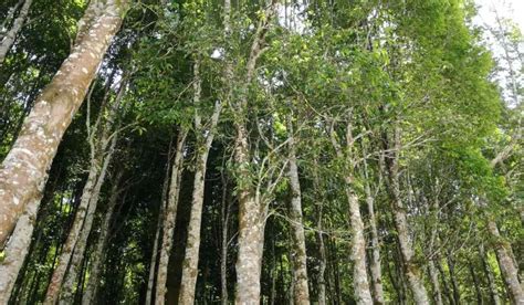 Sustainable Agarwood Production in Aquilaria Trees - balustradellc