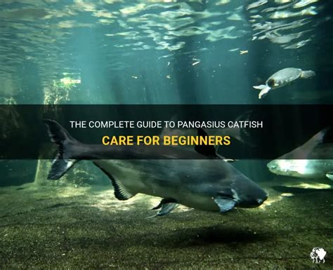 Sustainable catfish and pangasius guide - Seafood Watch - muktibox.com