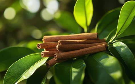 Sustainable Cinnamon Harvesting: Best Practices for a … - raincitystudios.com