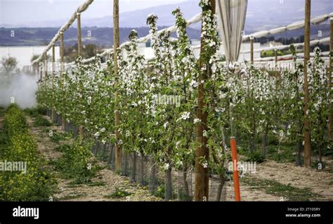 Sustainable Cultivation & Harvesting of Agarwood - balustradellc