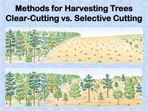 Sustainable Forest Management: Selective Cutting vs. Clear Cutting - raincitystudios.com