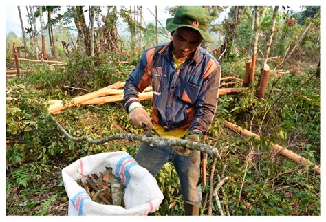 Sustainable Harvesting of Cinnamomum burmannii … - raincitystudios.com