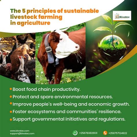 Sustainable Livestock - Food and Agriculture Organization - balustradellc