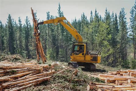 Sustainable Logging Practices - MIT - raincitystudios.com