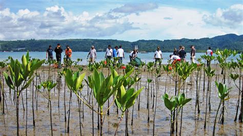 Sustainable Mangrove Rehabilitation for Global and Local Benefits - raincitystudios.com
