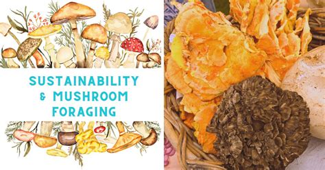 Sustainable Mushroom Foraging Tips for Responsible … - balustradellc