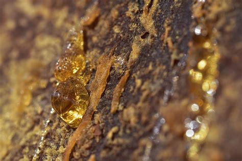 Sustainable Resin Tapping Methods Developed By FRI - raincitystudios.com