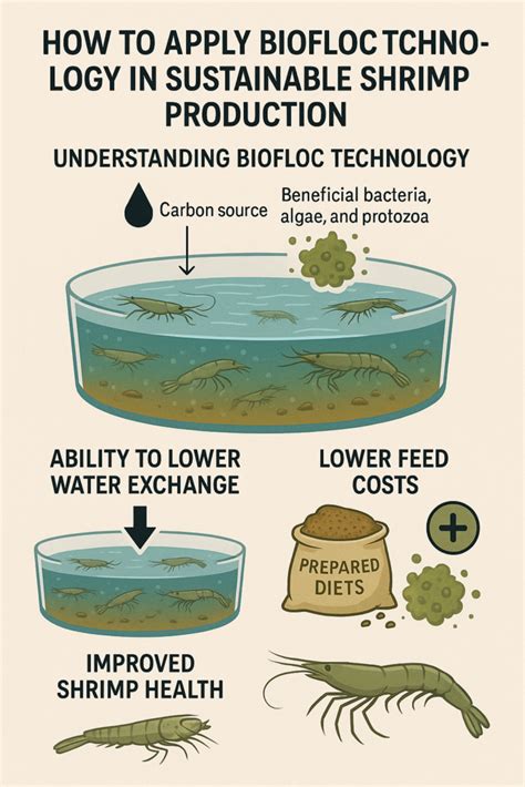 Sustainable Shrimp Farming: High Density, Biofloc ... - The Fish Site - raincitystudios.com