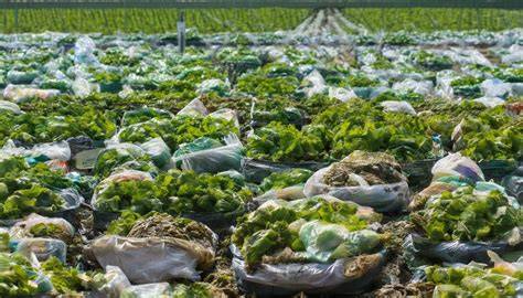 Sustainable Waste Farming: Exploring Eco-Friendly … - raincitystudios.com